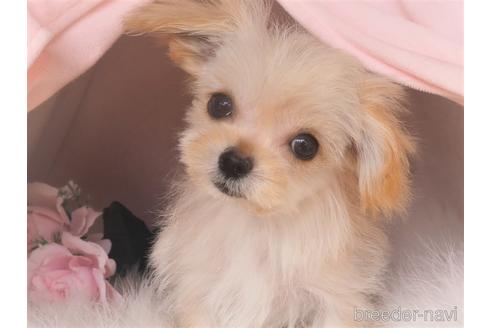 成約済の岡山県のミックス犬-220813の1枚目